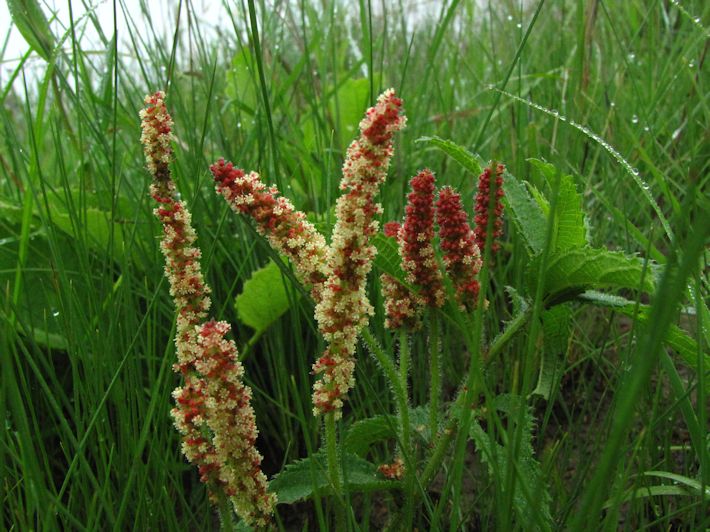 Acalypha penduncularis
